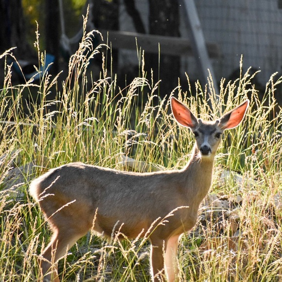 Meet your Posher, Desiree - Picture 1 of 1